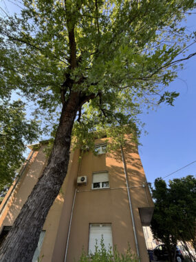 SPAZIOSO PENTALOCALE CON GIARDINO