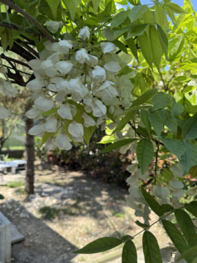 SPLENDIDA PORZIONE DI BIFAMILIARE CON AMPIO GIARDINO